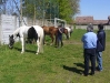 VIA FRANCIGENA A CAVALLO - 2008